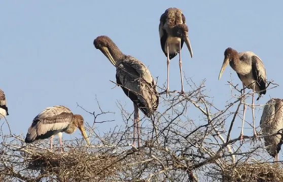 德里出發珀勒德布爾鳥類保護區全日遊連導賞服務