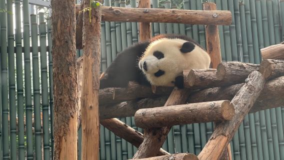 Beijing Zoo + Summer Palace 1-day tour (Private tour for 2-7 travelers with English-speaking guide and dedicated vehicle)