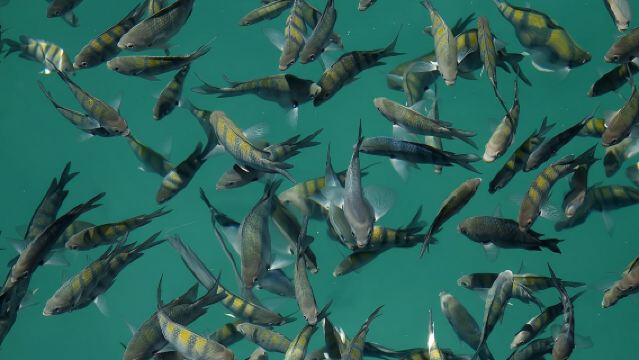 Schoner-Kreuzfahrt und Schnorcheltour in Paraty