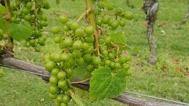 Muriwai Scenic Wine Tour from Auckland