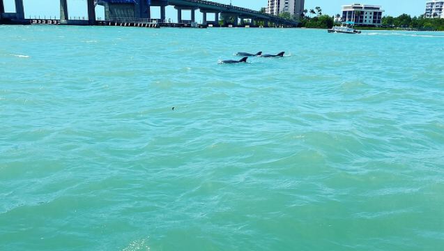 フォート・マイヤーズ・ビーチ周遊ドルフィン・ティキ・クルーズ