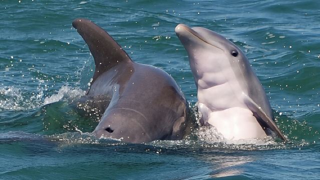 Shark and Wildlife Viewing Adventure in Key West
