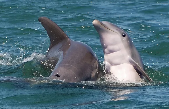 基韋斯特島鯊魚與野生動物觀賞之旅