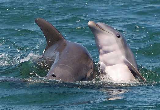 Shark and Wildlife Viewing Adventure in Key West