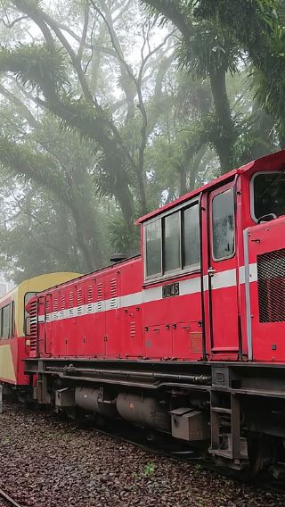 Alishan day tour | Tianchang-Dijiu & Alishan Forest Railway & tea-picking experience | Departing from Taichung