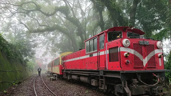 阿里山日帰りツアー｜天長地久＆阿里山森林鉄道＆茶摘み体験｜台中発