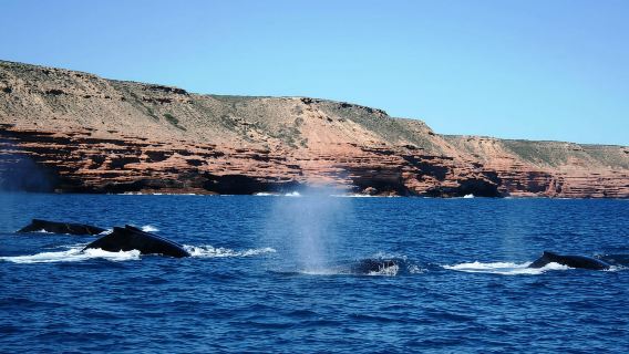 Excursion d'observation des baleines à Kalbarri