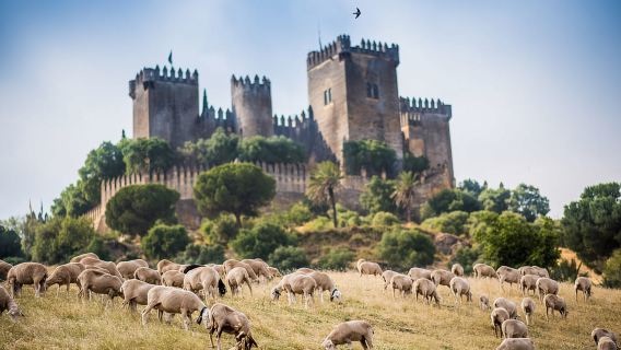 Cordova: biglietto d'ingresso al castello di Almódovar