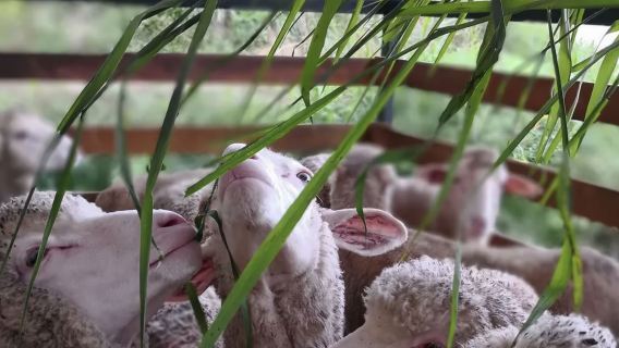 Овцеводческая ферма Камерон Хайлендс (The Sheep Sanctuary)