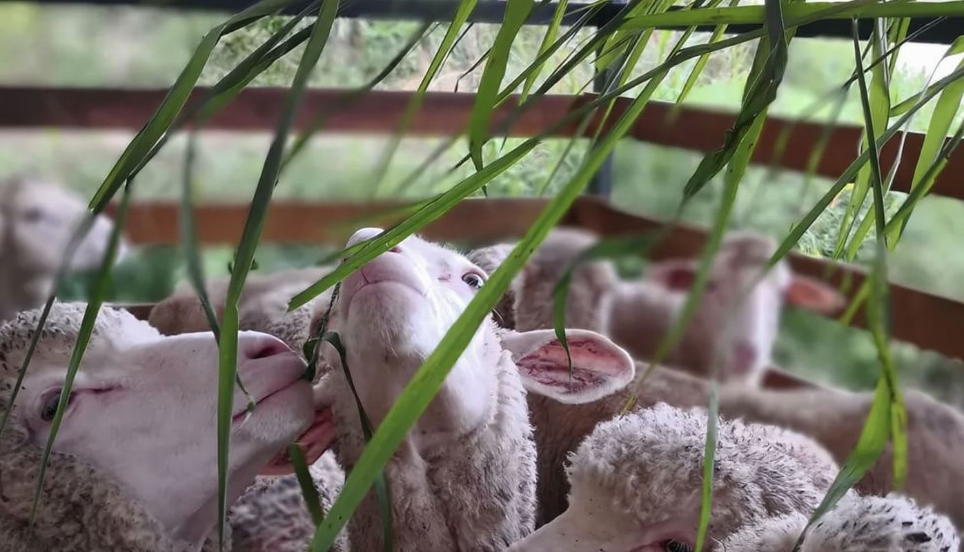 Cameron Highlands The Sheep Sanctuary