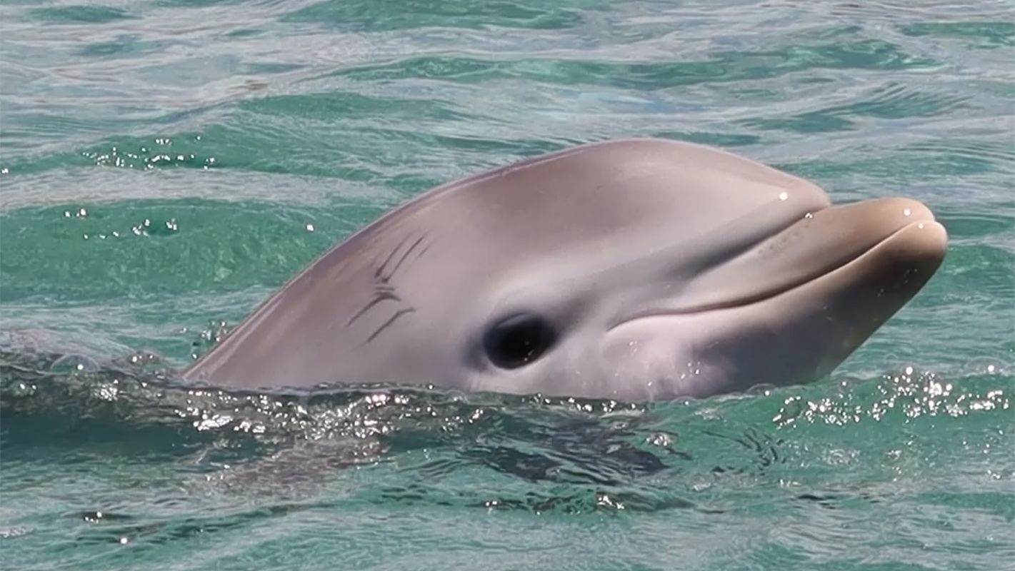 Mauritius Dolphin Bay 1-day tour [Speedboating with dolphins + snorkeling + swimming]