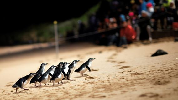 Парад пингвинов и встречи с дикой природой: экотур из Мельбурна