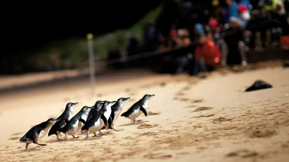 Parata dei pinguini e tour ecologico con incontri con la fauna selvatica da Melbourne