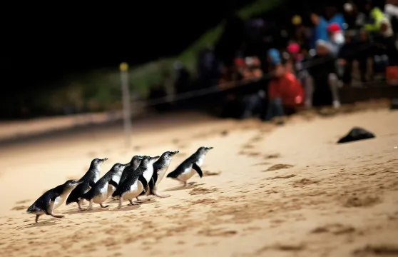 墨爾本出發企鵝歸巢及野生生態探索之旅