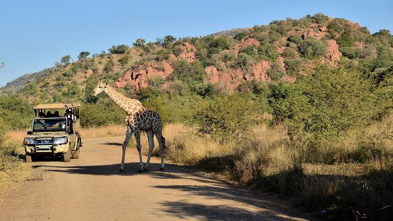 Perjalanan Berkendara Pribadi 3 Jam di Taman Nasional Pilanesberg