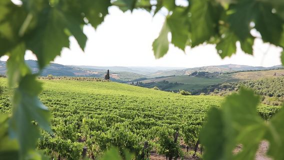 Chianti Wine Tour from Florence
