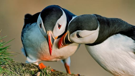 ReykjavikTours