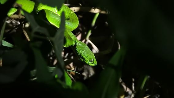 Tour notturno a piedi per piccoli gruppi a Monteverde