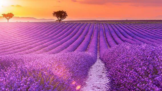 Excursión a los campos de lavanda y las Gargantas del Verdon desde Niza