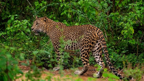 Yala National Park Leopard Safari Tours