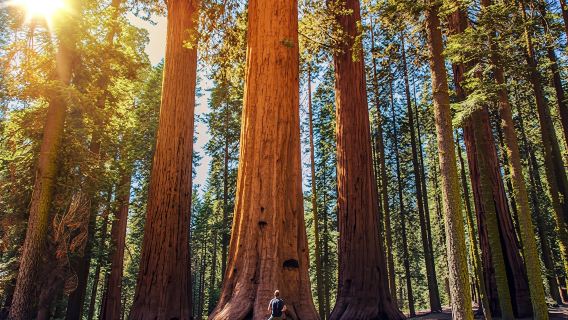 Sequoia and Kings Canyon National Park self-guided driving audio tour