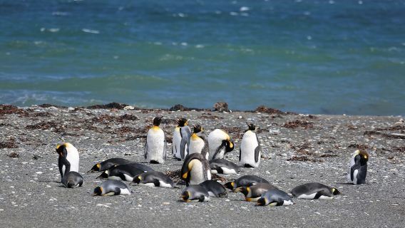 A 13-person group 1-day tour to Povenil and Tierra del Fuego for King Penguins, departing from Punta Arenas, Chile.