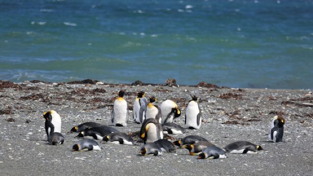 13-Person Punta Arenas Day Tour to King Penguin Park in Porvenir, Tierra del Fuego