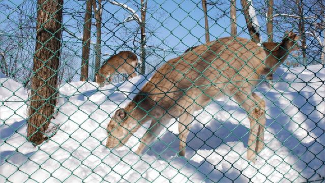 日本札幌來回美瑛青池富良野/可小樽登別北海道多日包車-精選