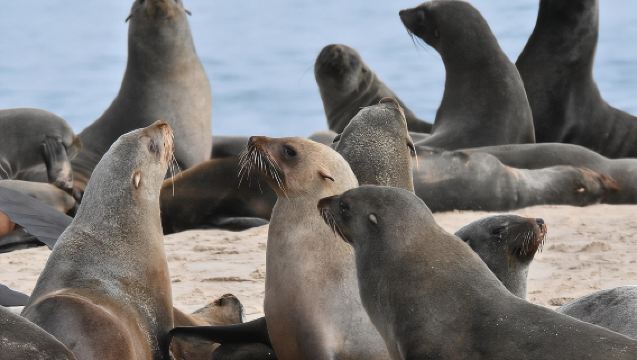 Sandwich Harbour Adventure: Seals and Sandwich harbour dune drive