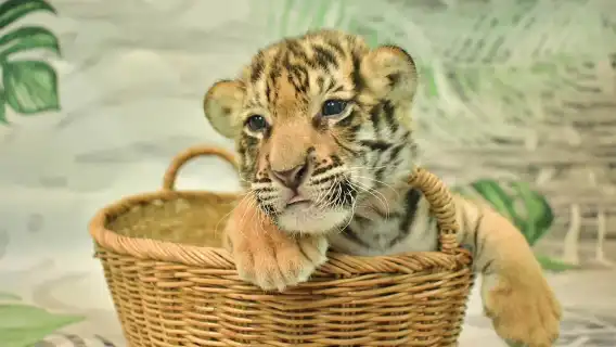 【摸老虎】普吉Tiger Park Phuket查龍老虎公園