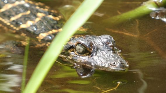 Blackwater Creek: Exklusives Kajak-Abenteuer in der Natur