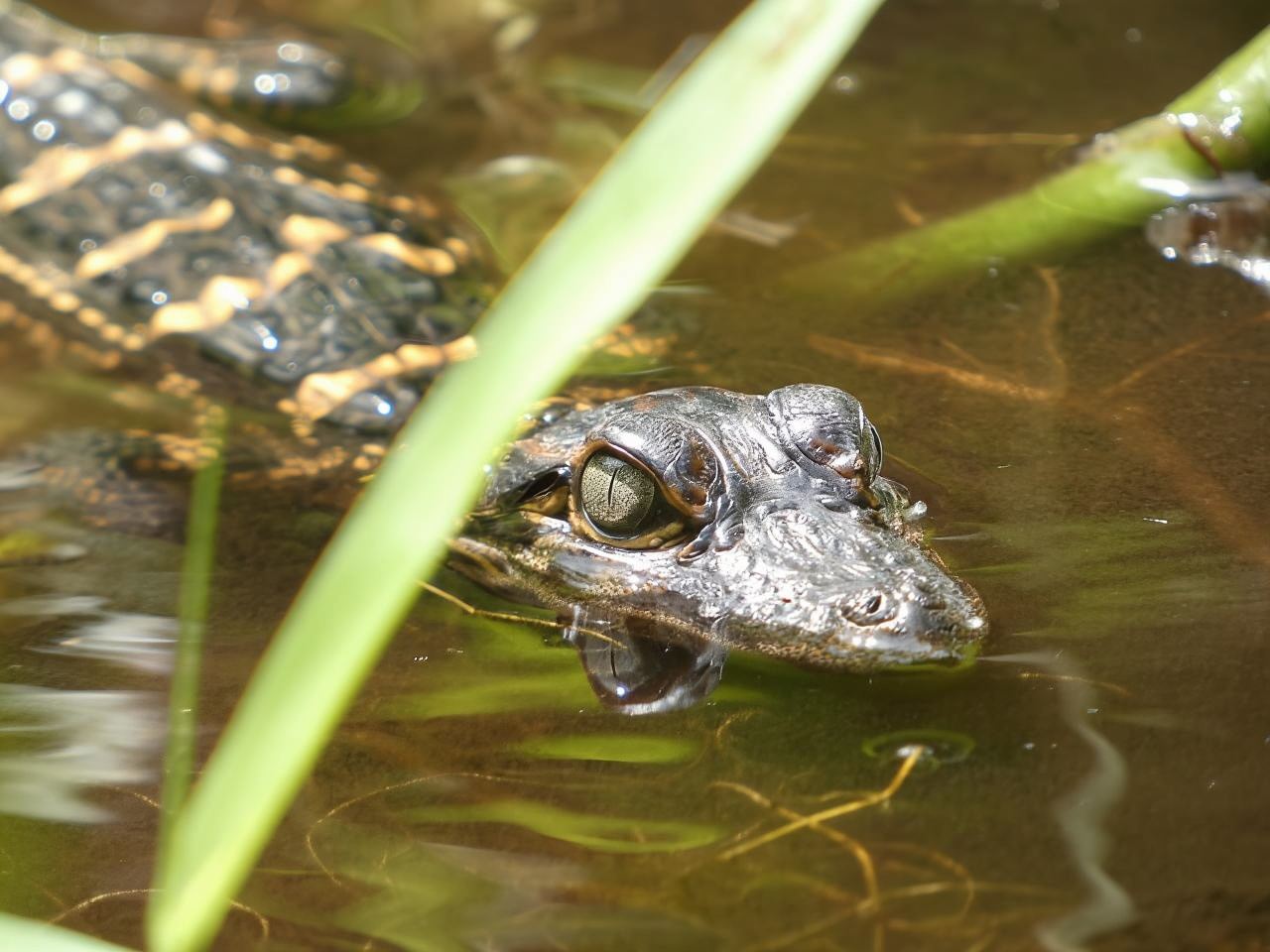 Blackwater Creek: Exclusive Nature Escape Kayak Adventure