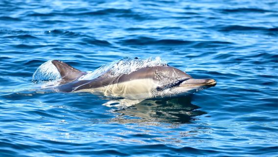 Chuyến tham quan bằng thuyền ven biển từ Hồ Macquarie