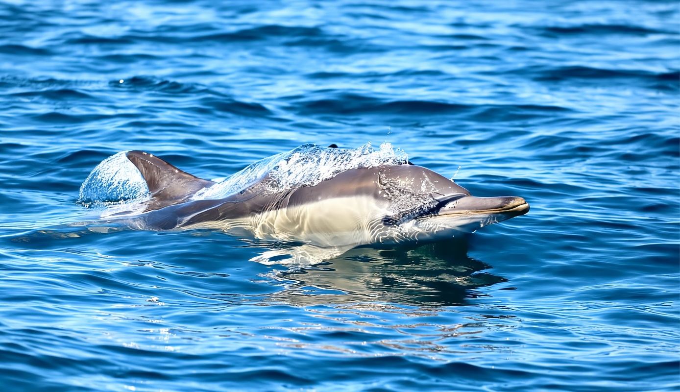 Coastal Boat Tour from Lake Macquarie