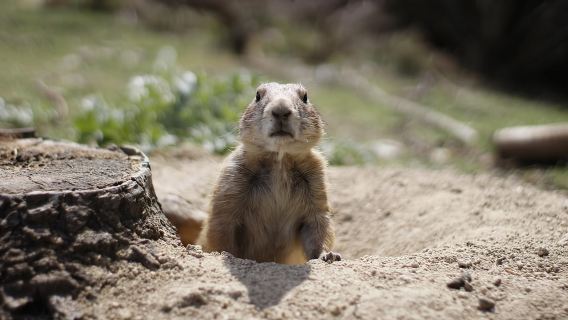 Madrid: Faunia Eintrittskarte