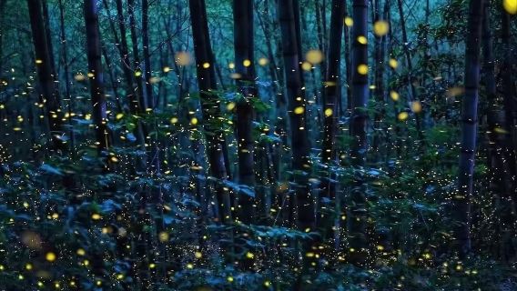 Куала-Селангор: Мон-Руаяль, серебристые лангуры, кормление орлов, ночная экскурсия к светлячкам и голубым слезам, включая входной билет и билет на корабль/лодку/катер