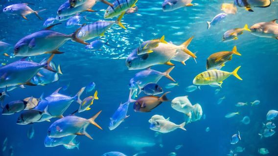 Oahu: Pelayaran Matahari Terbenam dengan Perahu Berlantai Kaca di Waikiki