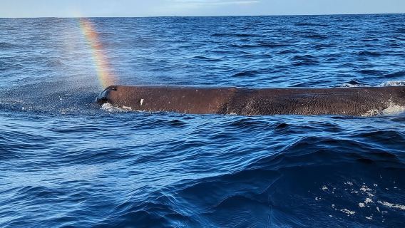 Whale Dream ltd - Whales watching and swim with dolphins