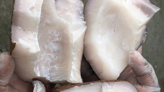 Bộ sưu tập Coco de Mer Tham quan nhà máy & Mua sắm MIỄN PHÍ