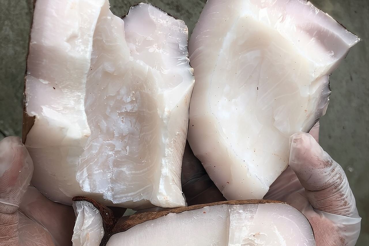 Bộ sưu tập Coco de Mer Tham quan nhà máy & Mua sắm MIỄN PHÍ