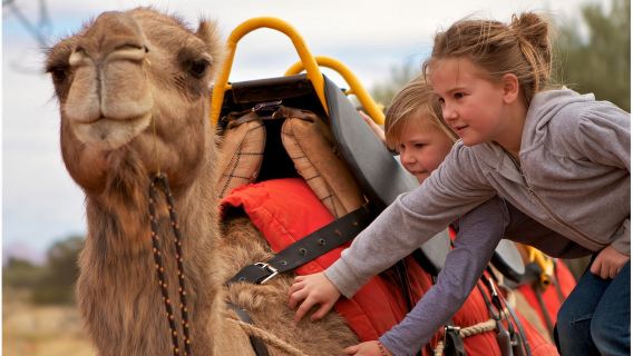 Australia Uluru Desert Camel Riding Experience Tour / Daytime / Sunrise / Sunset Option