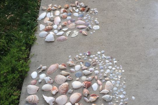 Shell Key 與海豚 - 專屬小團