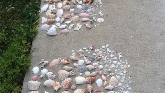 Small Group 2 Hour Dolphin Cruise with Snorkeling to Shell Key