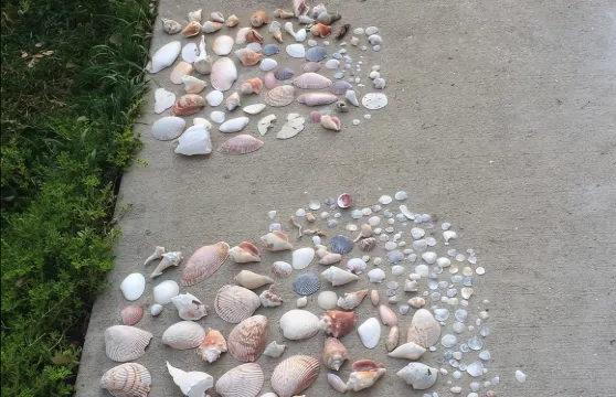 小型團體 2 小時海豚巡遊,含前往貝殼礁浮潛