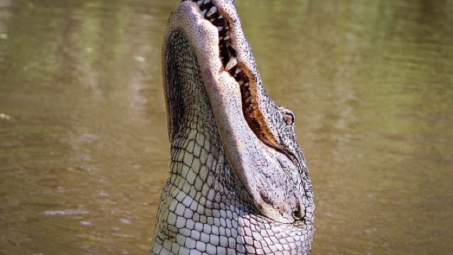 New Orleans Swamp Tour Boat Adventure with Transportation