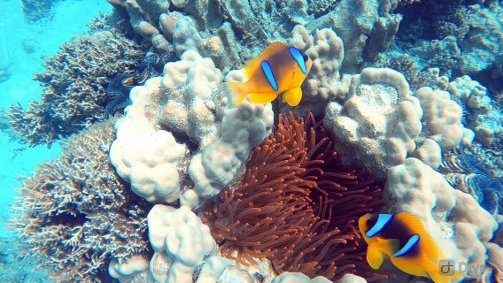 perjalanan satu hari Laut Merah Mesir, Pulau Surga Laut Merah Mesir, Snorkeling, Pulau Bianca, Perahu Kaca, Terumbu Karang
