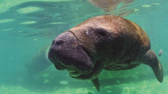 Puerto Aventuras: interazione con delfini e lamantini con pranzo