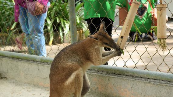 Selangor: Zoo Negara E-Ticket
