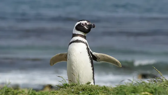 Punta Arenas: Magdalena Island – Pinguine & Leuchtturm-Spaziergang