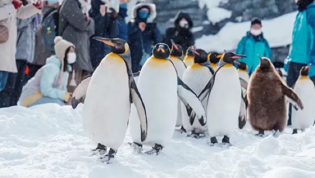 [Entrada al zoológico incluida] Excursión de un día a la Terraza de los Duendes de Hokkaido + Zoológico de Asahiyama + Lago Azul + Shirahige